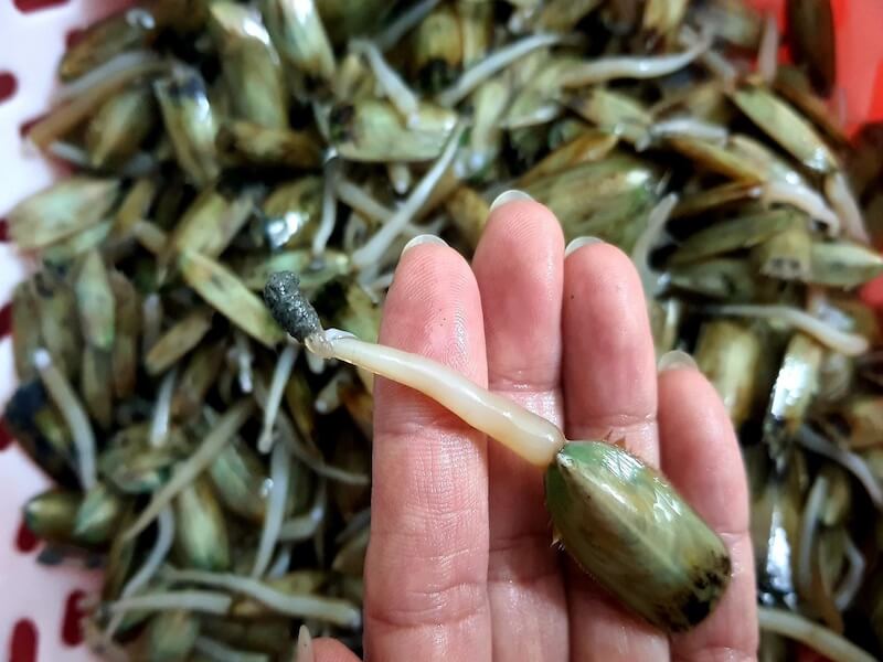 Giá bé Hải Phòng