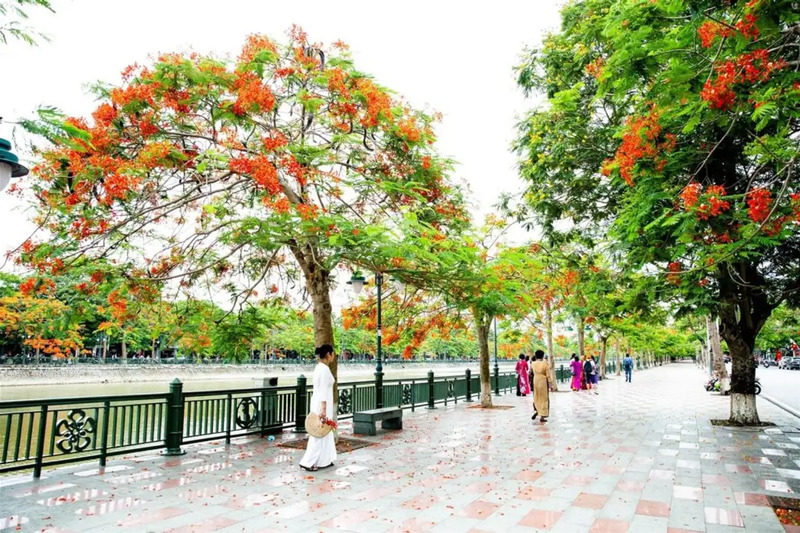 Hải Phòng tháng 5 - Khám phá thành phố Hoa Phượng Đỏ đầy màu sắc